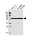 DHCR7 Antibody (C-term)