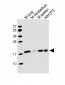 H3f3b Antibody (C-Term)