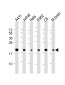 RPS10 Antibody (C-Term)