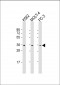 PIGC Antibody (C-Term)