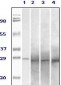 Rab25 Antibody