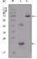 IGFBP2 Antibody