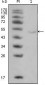 LPL Antibody