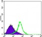 Metadherin Antibody