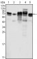 Metadherin Antibody