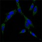 HSP70 Antibody