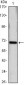 HSP70 Antibody