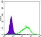 Rab25 Antibody