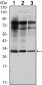 Rab25 Antibody