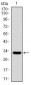 CSPG4 Antibody