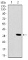 CSPG4 Antibody