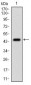 EIF2A Antibody