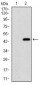 EIF2A Antibody