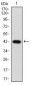 EIF2A Antibody