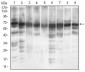 EIF2A Antibody