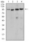 Tlr2 Antibody