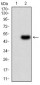 Tlr2 Antibody