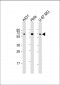 PLAG1 Antibody (N-term)