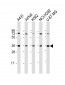 ETV7 Antibody (C-term)