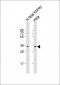 UPP1 Antibody (C-Term)