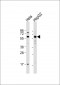 MMP20 Antibody (Center)