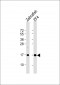 DANRE ndufaf3 Antibody (N-term)