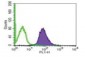 Anti-human Flotillin antibody