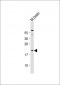 Mouse Hras1 Antibody(C-term)