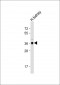 LGMN Antibody (N-term)