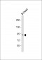 MOUSE Bcar1 Antibody (Center)