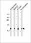 GNG3 Antibody (C-Term)