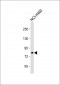 CASC3 Antibody (Y181)