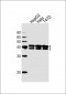 HNRPAB Antibody (N-term)