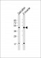 DANRE atf4 Antibody (C-term)