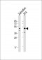 DANRE atg4b Antibody (N-term)