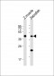 DANREchst11 Antibody (Center)