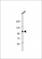 RIG-I Antibody (C-term)