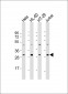 COPS7B Antibody (N-Term)
