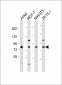 ARHGEF7 Antibody (C-Term)