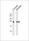 DANRE dusp22a Antibody (C-term)