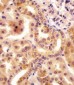 RSBN1 Antibody (N-term)