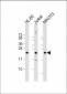 RHOC Antibody (C-term)