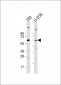 TRIM6  Antibody (N-term)