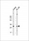 COPS7B Antibody (Center)