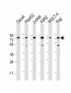 PABPC3 Antibody (N-Term)