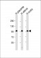 OVGP1 Antibody (N-Term)