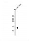 POLR2F Antibody (N-Term)