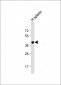 HLA-B Antibody (N-term)