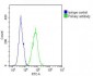 IL12_2 Antibody (C-term)