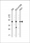 NSFL1C Antibody (N-Term)